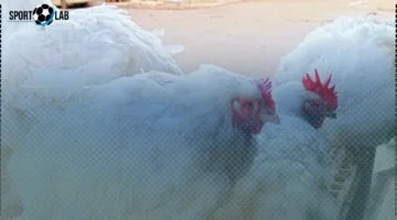 سعر الفراخ في المنوفية اليوم: البيضاء تصل لـ78 جنيهاً